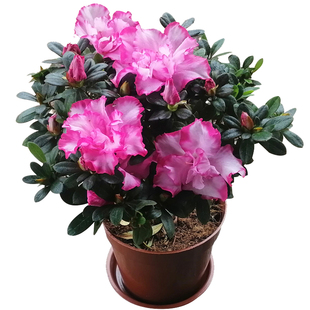 永福花乡园艺 单棵多颗小盆栽 杜鹃花盆栽 杜鹃花小苗 比利时