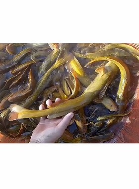 开江冬捕牛尾巴鱼黑龙江乌苏里