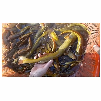 开江冬捕牛尾巴鱼黑龙江乌苏里