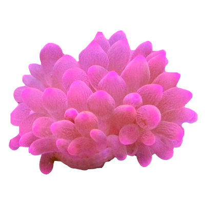 绿奶嘴粉红小丑鱼共生海葵
