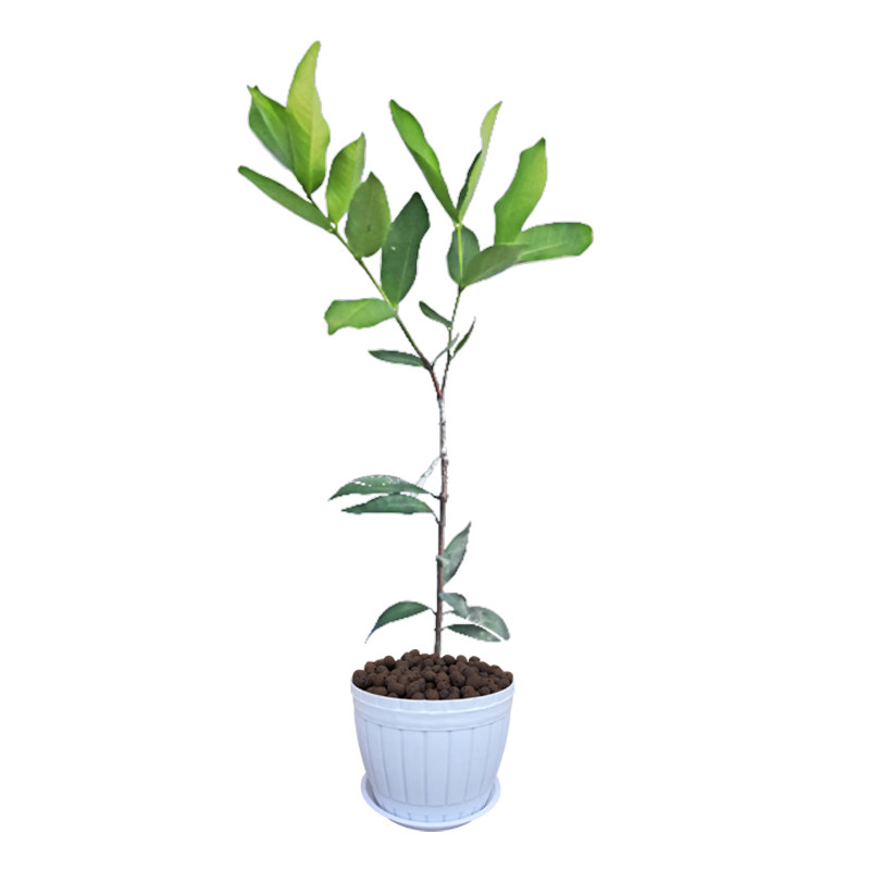 莲雾果树苗台湾黑珍珠莲雾苗嫁接盆栽水果庭院绿植当年结果带叶发