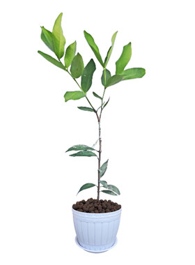莲雾果树苗台湾黑珍珠绿植庭院