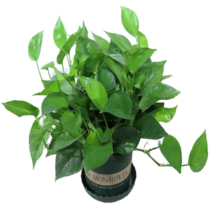 小冤家绿萝盆栽室内花绿植盆景客厅绿箩长藤大叶办公摆放四季常青