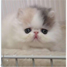 长毛加菲猫宠物猫咪异国长毛猫幼猫1