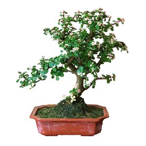 金枝玉叶盆栽多肉植物室内花卉四季常绿雅乐之舞盆景桌面阳台盆景