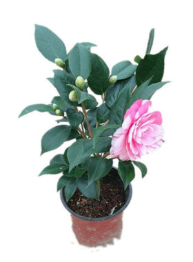 茶花树苗盆栽四季浓香型五色赤丹