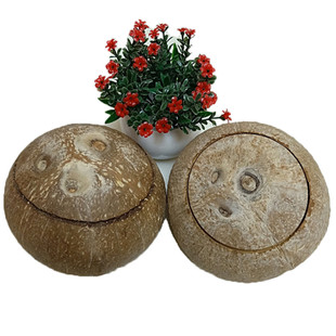 海南新鲜老椰子预开口 切痕椰子开盖椰子炖汤炖盅椰子冻2个装包邮