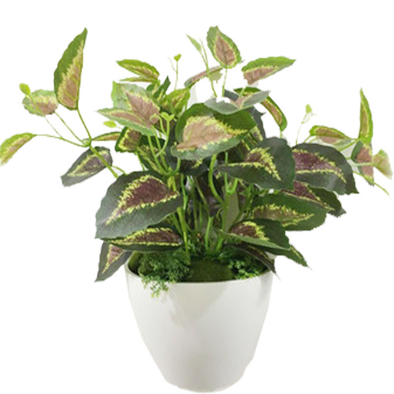 立体仿真多肉植物背景墙装饰品