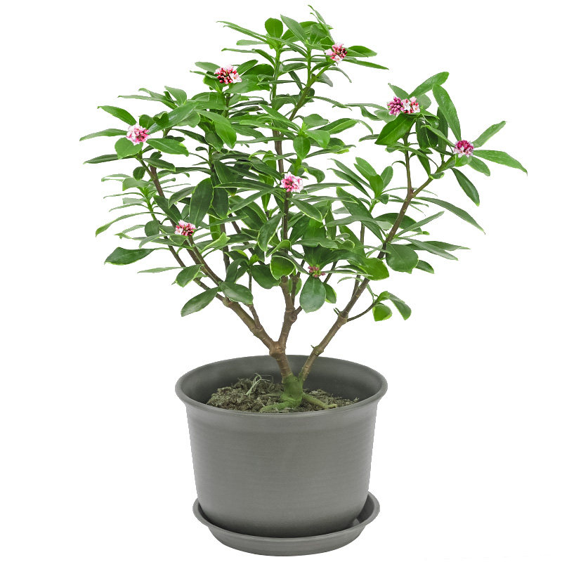 金边瑞香耐寒花卉观花植物室内带花浓香型观花盆栽四季盆景包邮