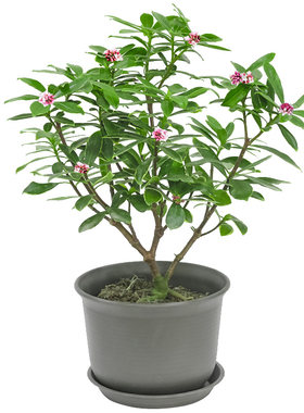 金边瑞香浓香型四季耐寒观花植物