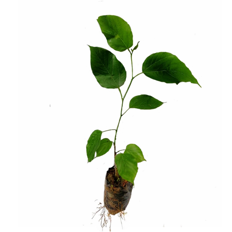 可盆栽庭院种植四季结果桑葚树苗
