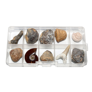 古生物化石标本盒DK宝石圣典岩石与宝石百科全书图解三叶虫菊石