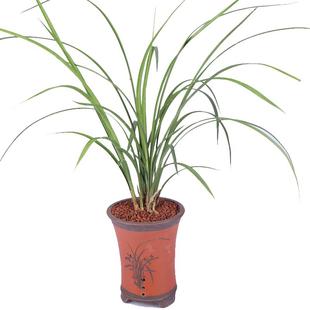 兰花苗春剑铭品 都江红素 室内室外绿色盆栽花卉观赏盆景兰花