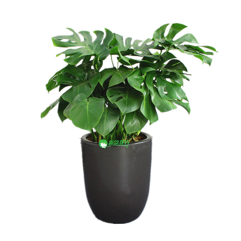 新念大型虎皮兰盆栽植物吸收甲醛