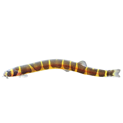 蛇仔鱼苦力残渣底层清道夫泥鳅