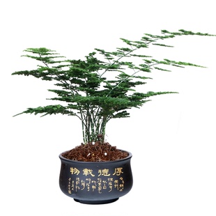 唐山云竹矮生文竹种苗基地自营优质种苗大量现货