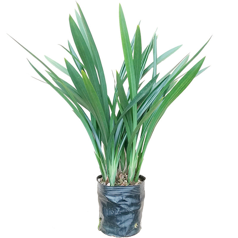 绿植春节开花好养盆栽墨兰包邮