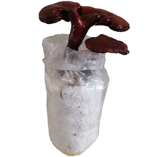 春艺灵芝菌包菌种蘑菇菌包灵芝盆栽景食用菌蘑菇种植包邮阳台红芝