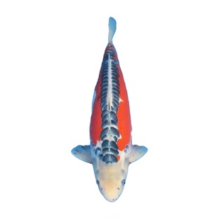 锦鲤鱼活鱼金鱼冷水观赏鱼大型淡水鱼好养好活风水鱼大正孔雀金松