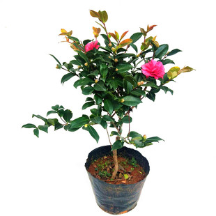 财神茶梅名贵重瓣山茶花树苗盆栽绿植物四季绿户外庭院茶梅球包邮