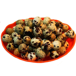 鹌鹑种蛋 可孵化普通小鹌鹑鸟蛋 纯种黑羽黄羽当天新鲜鹌鹑受精蛋