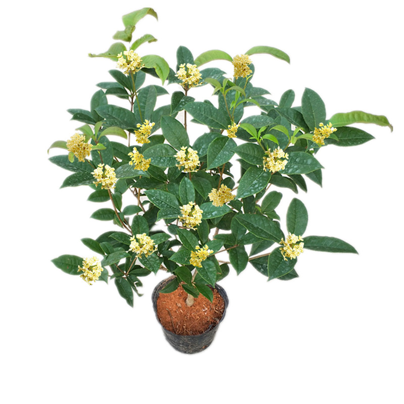 直销流苏四季桂丹桂嫁接桂花
