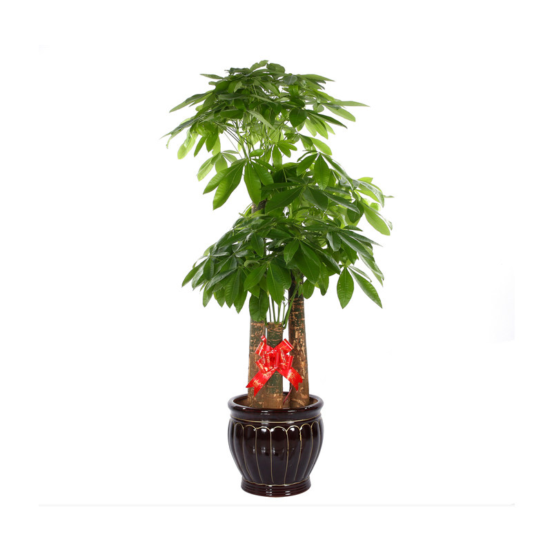 辫子发财树盆栽绿植室内植物客厅