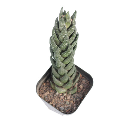 九轮塔多肉植物组合小盆栽