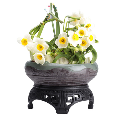 正宗漳州特级大球水仙花水培植物