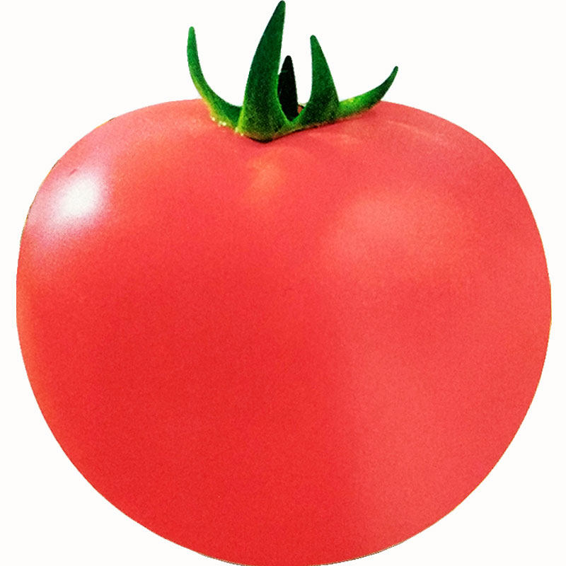 老品种粉果大番茄种子四季蔬菜种孑西红柿种籽无限生长抗根结线虫