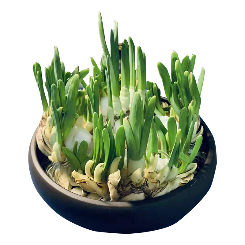 漳州水仙花种球种子绿植盆栽水培
