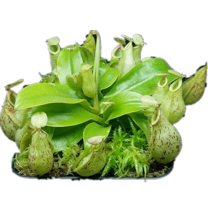 观赏趣味猪笼草窗台阳台