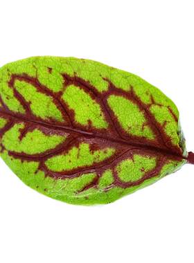 【蓝牌水培】新鲜酸模叶Red Sorrel 酸膜叶 红酸膜草摆盘60片