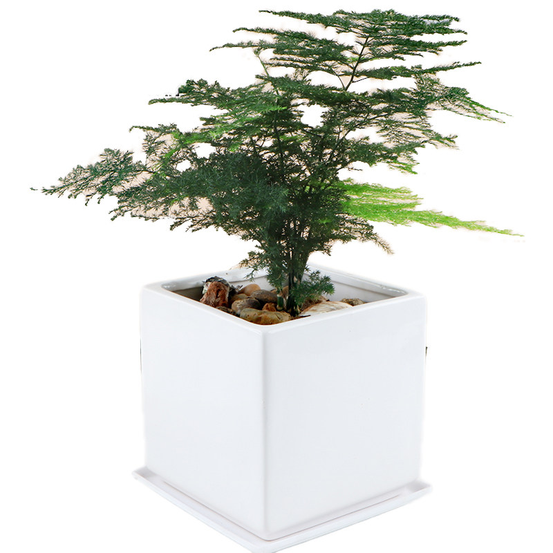 文竹盆栽植物室内花卉办公室桌面净化空气创意小盆景四季常青绿植