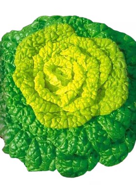黄心乌耐寒淮南正宗菊花蔬菜种子