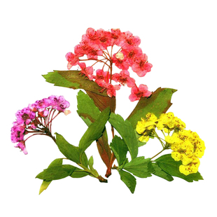 带枝干花勿忘草小水仙香雪球野荠花草木樨老鹳草压花水晶滴胶材料