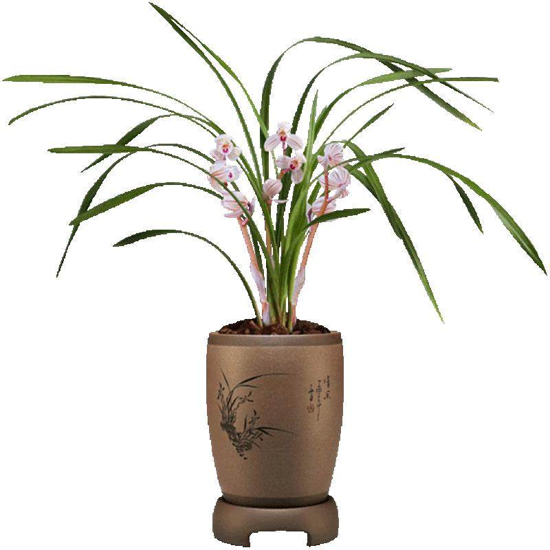 刘阁兰花苗莲瓣兰经典荷瓣