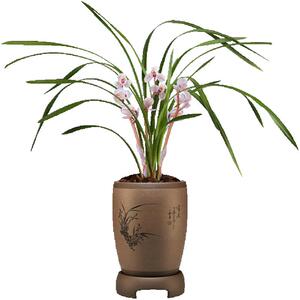 刘阁兰花苗莲瓣兰经典荷瓣