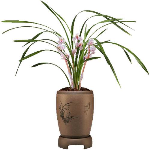 刘阁兰花苗 莲瓣兰经典荷瓣 荷之冠冬带花苞出售浓香花卉绿植盆栽