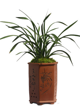 绿植大团圆矮种盆景栽名贵兰花