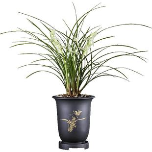 刘阁兰花苗 莲瓣兰素花小雪素 冬带浓香花苞出售好养花卉盆栽绿植