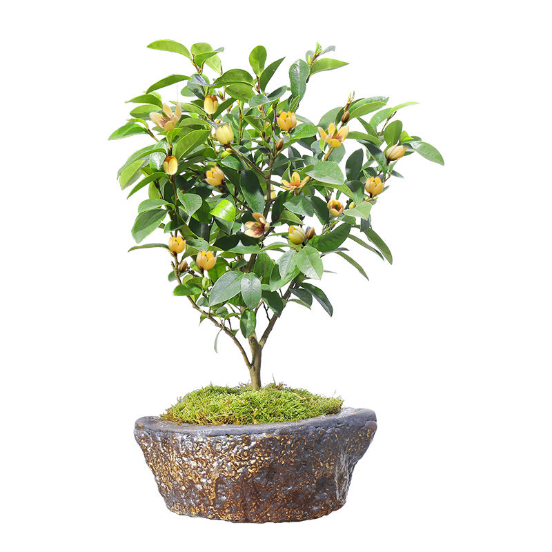 含笑浓香型客厅植物庭院花苗