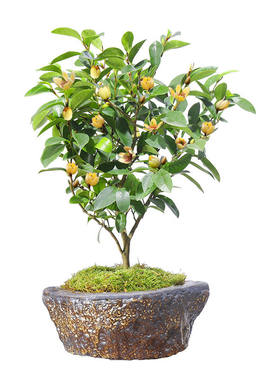 含笑浓香型客厅植物庭院花苗
