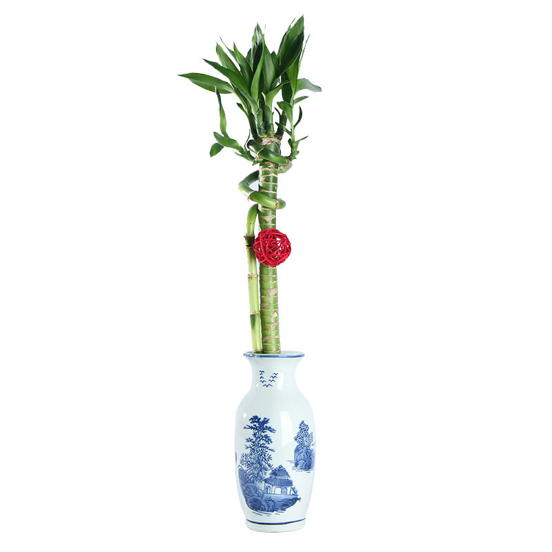 盘龙竹富贵竹带根水培植物转运竹开运竹子室内水养招财吉祥盆栽