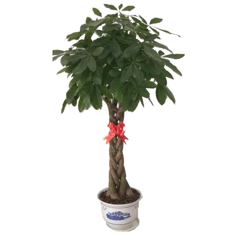 福州同城花店绿植发财树盆栽办公