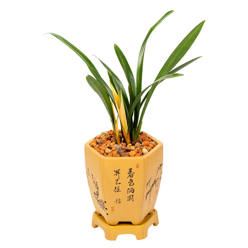 四季金边名贵矮种盆栽