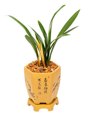 四季金边名贵矮种盆栽