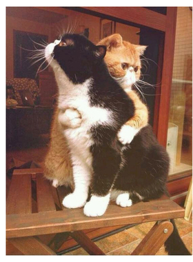 装饰画橘猫拥抱客厅卧室房间