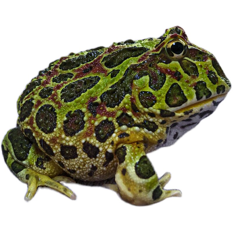 爬行宠物蛙钟角蛙阿根廷角蛙Pacman绿红钟大型凶猛宠物蛙角蛙活体