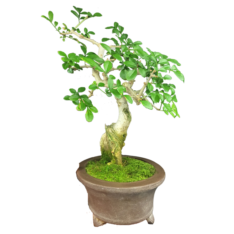 白蜡树合欢花绒花树马缨花微型造型小品盆景室内花卉绿植盆栽老桩